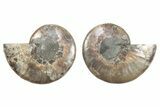 Cut & Polished, Crystal-Filled Ammonite Fossil - Madagascar #282661-1